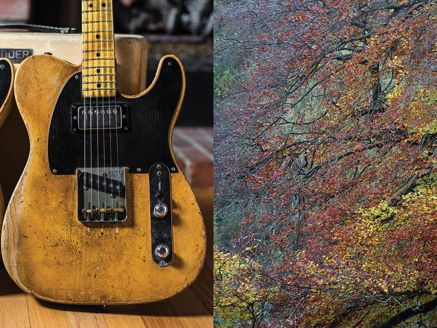 Fender guitar, + an ash tree