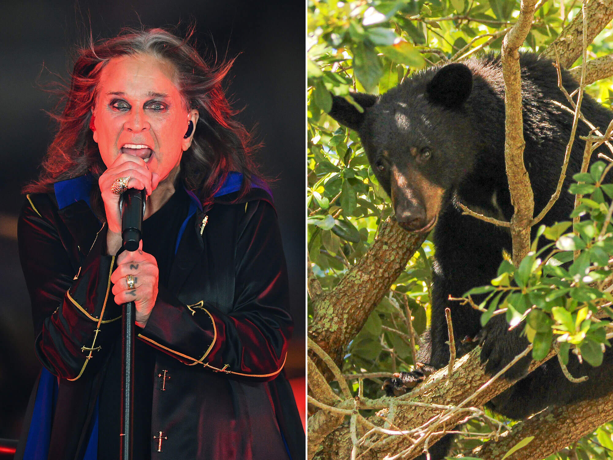[L-R] Ozzy Osbourne and a black bear in a tree